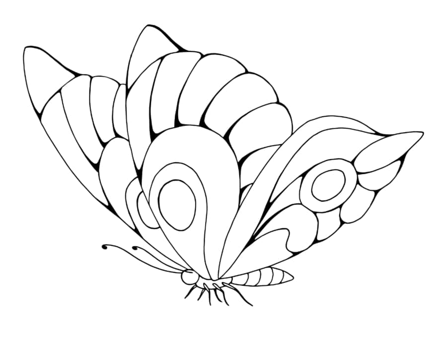 Butterfly Beautiful Tracing Worksheets Pdf Free Vectors